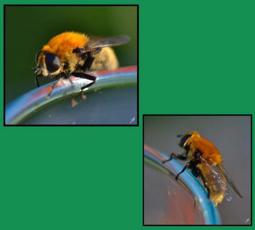 Merodon sp.